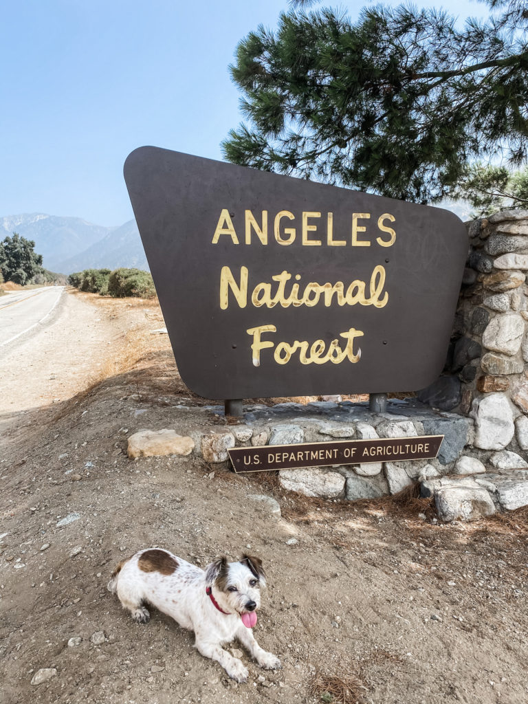 Top Dog-Friendly Hikes in SoCal