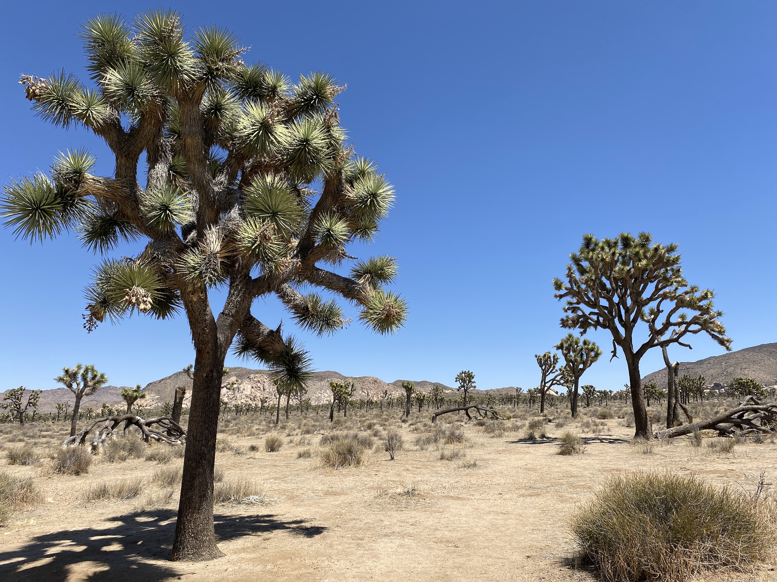 One-Day Trip to Joshua Tree National Park