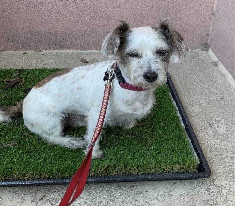 How I Retrained My Housetrained Dog to Pee on Fake Grass